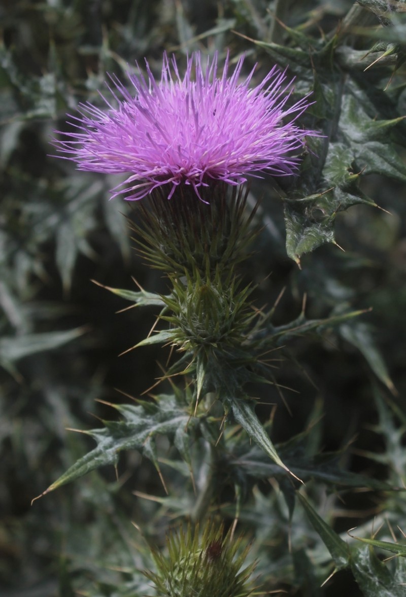 Cirsium lappoides photo 2