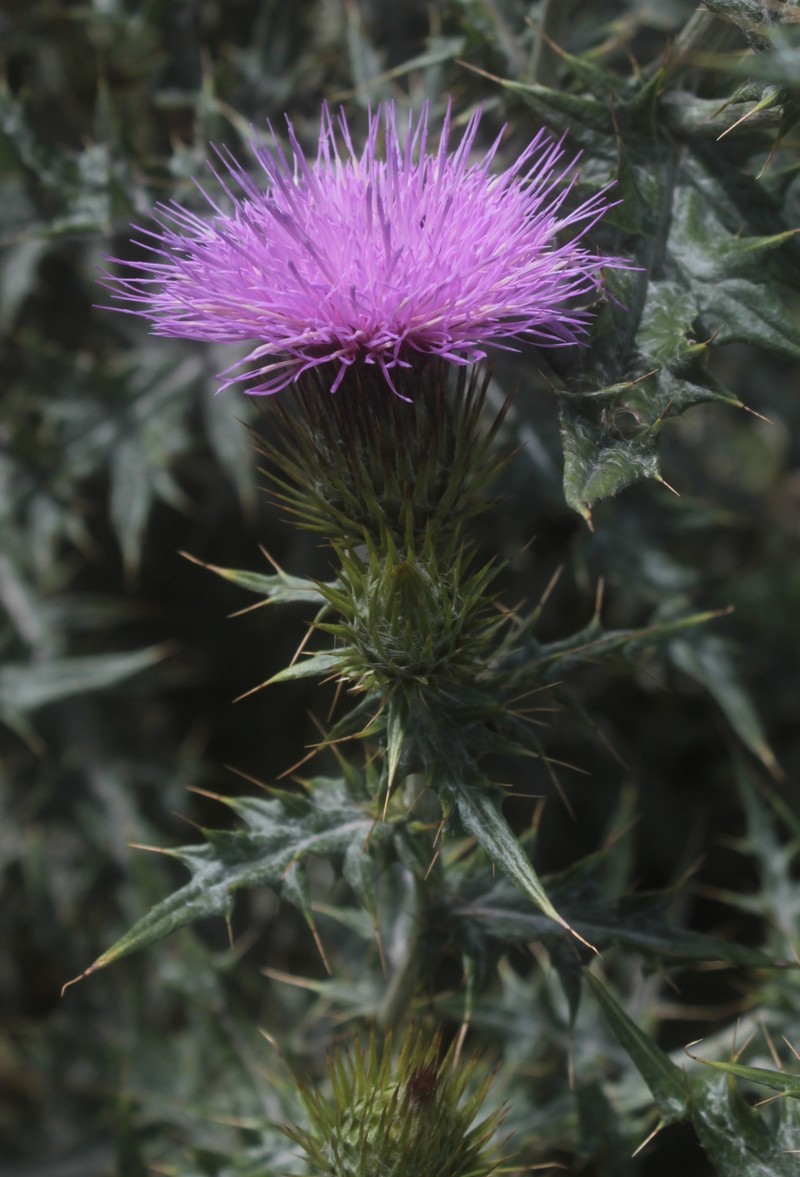 Cirsium lappoides photo 3