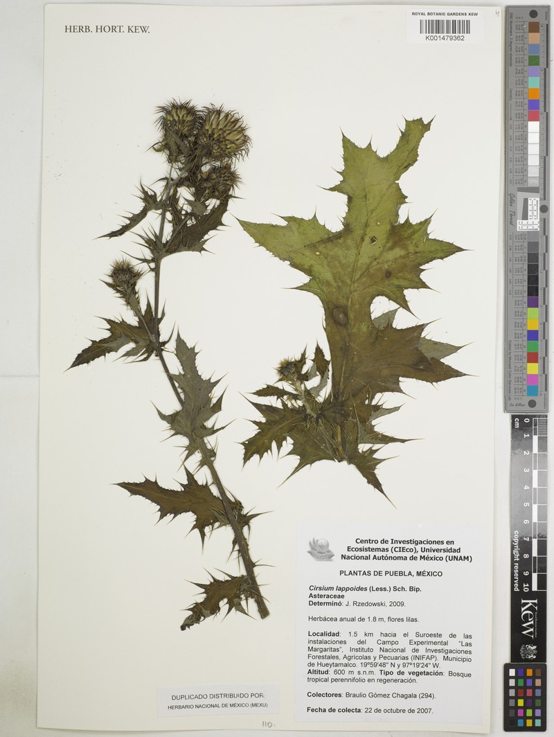 Cirsium lappoides photo 4