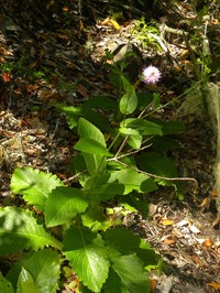 Cirsium latifolium