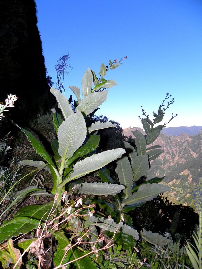 Cirsium latifolium photo 2
