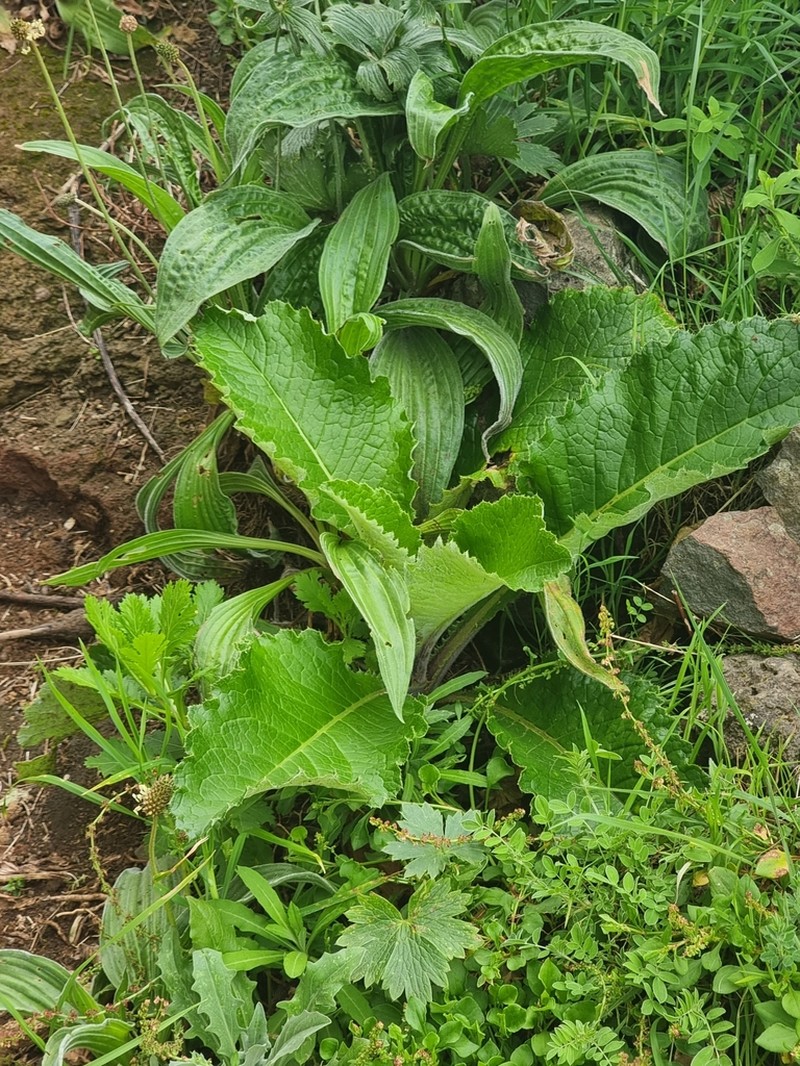 Cirsium latifolium photo 3