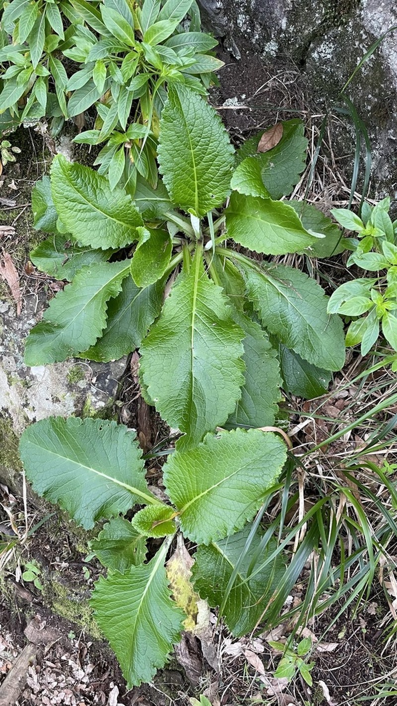 Cirsium latifolium photo 4