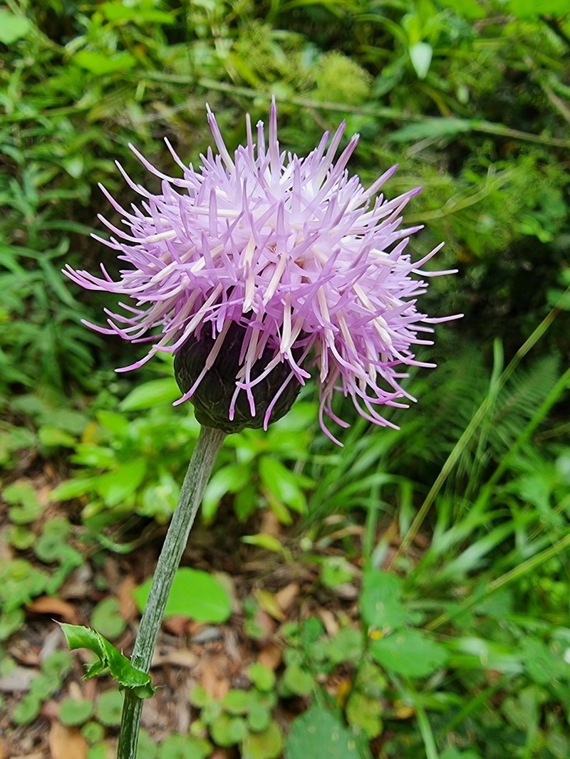 Cirsium latifolium photo 7