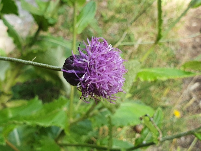 Cirsium latifolium photo 8