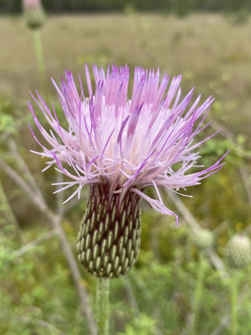 Le Conte's Thistle