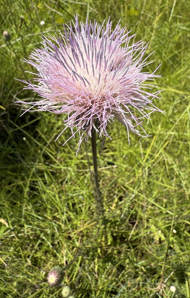 Le Conte's Thistle photo 2