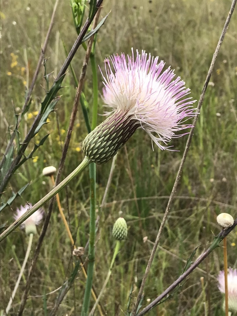 Le Conte's Thistle photo 3