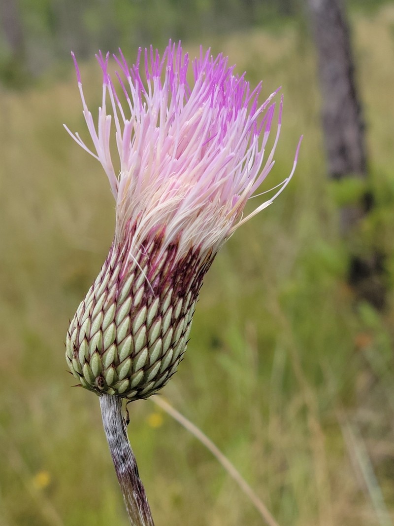 Le Conte's Thistle photo 5
