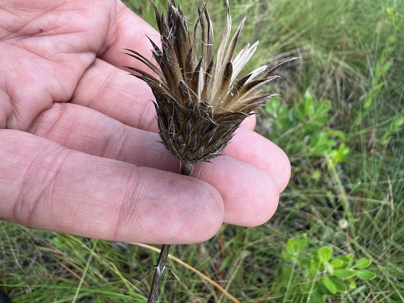 Le Conte's Thistle photo 6
