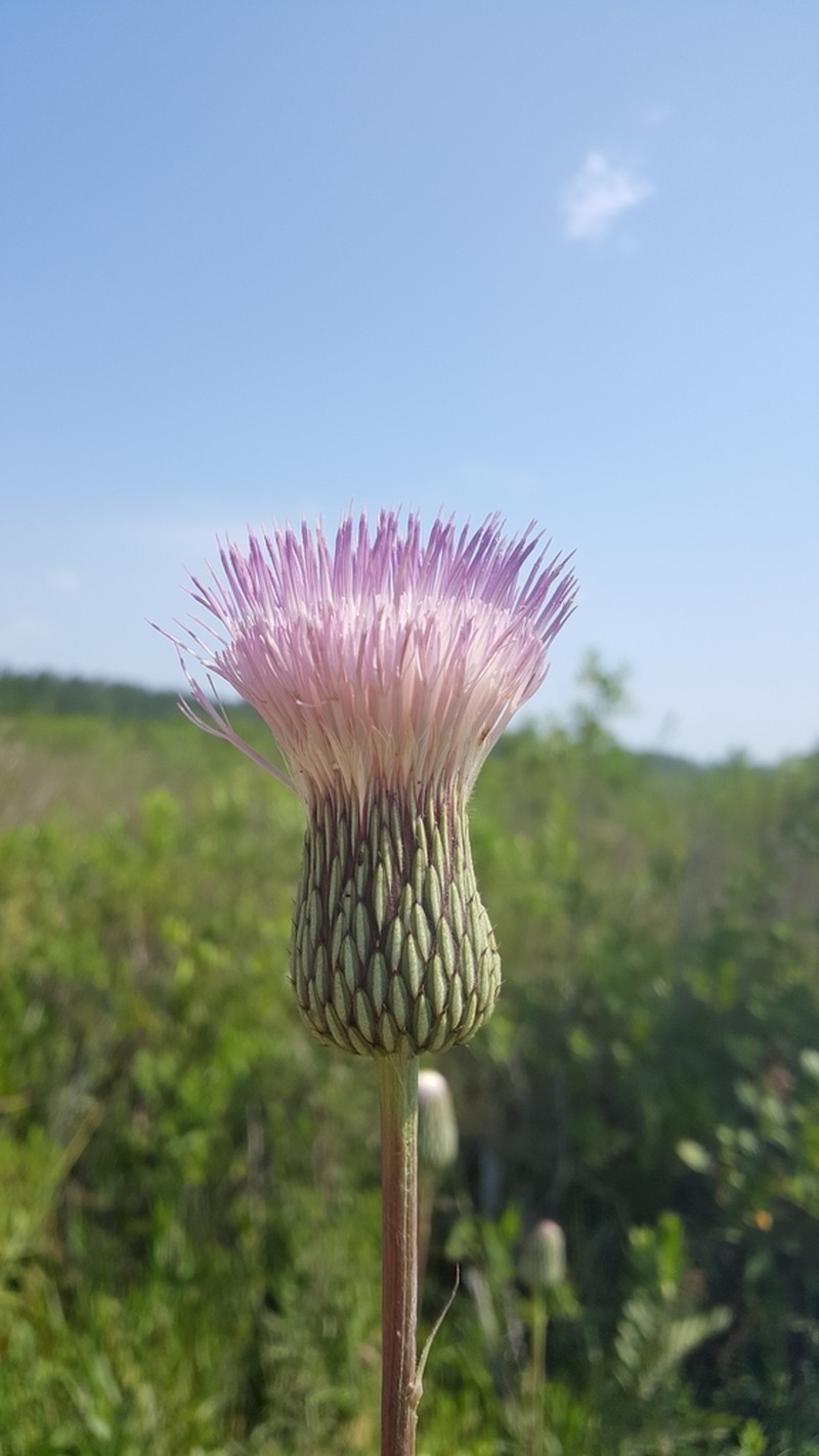 Le Conte's Thistle photo 7