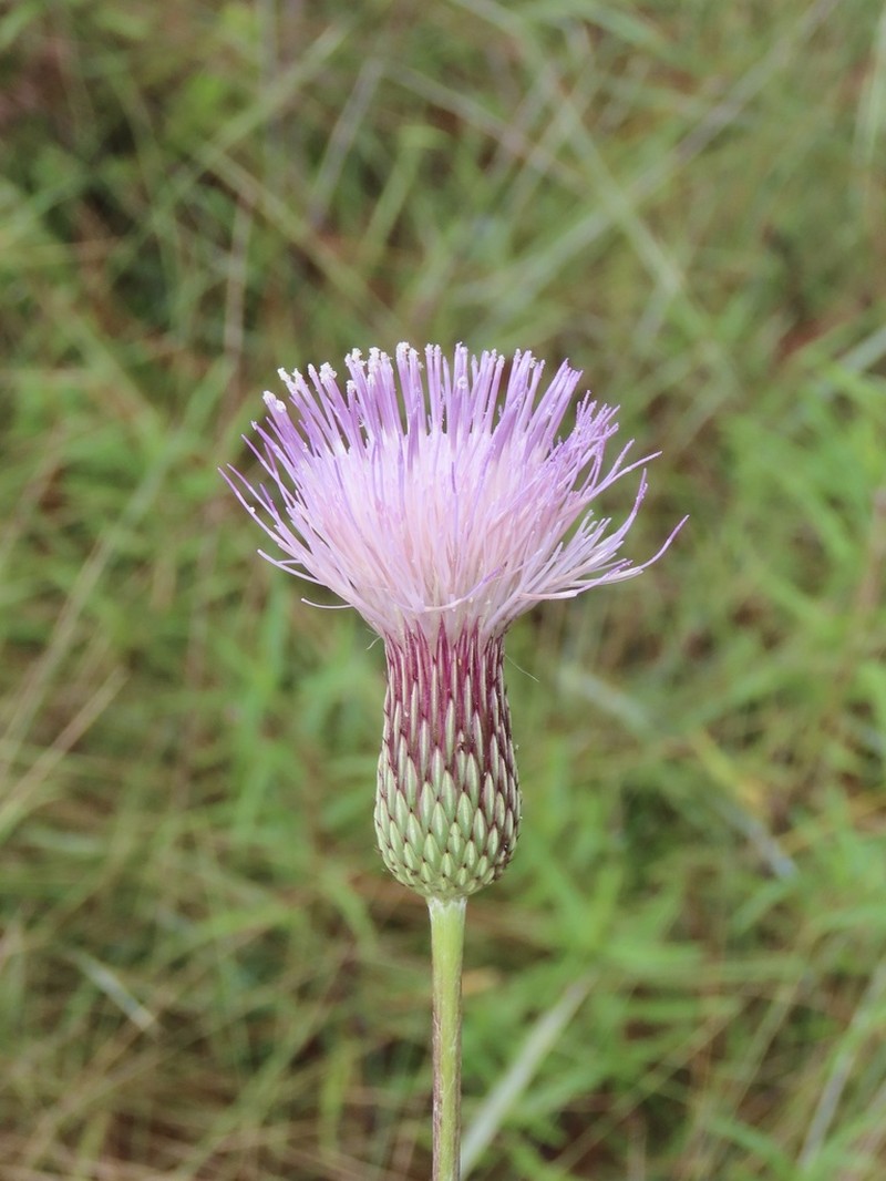 Le Conte's Thistle photo 8