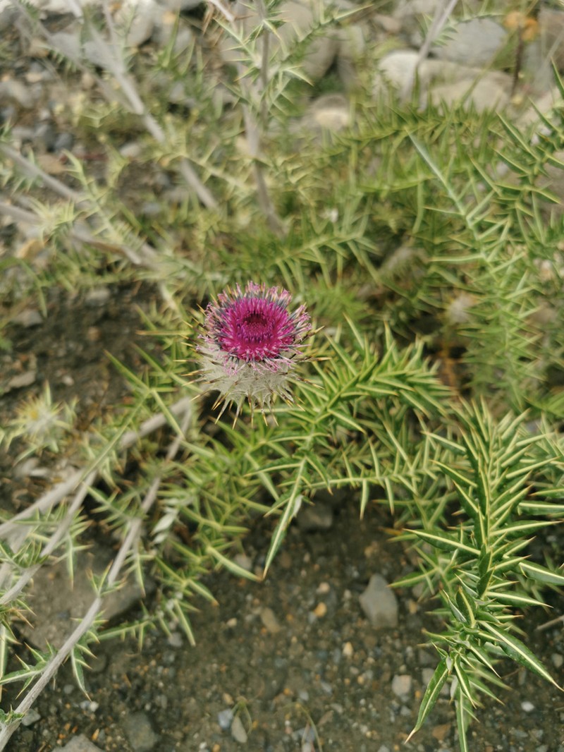 Cirsium leducii
