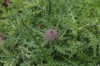 Cirsium leo