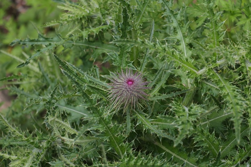 Cirsium leo