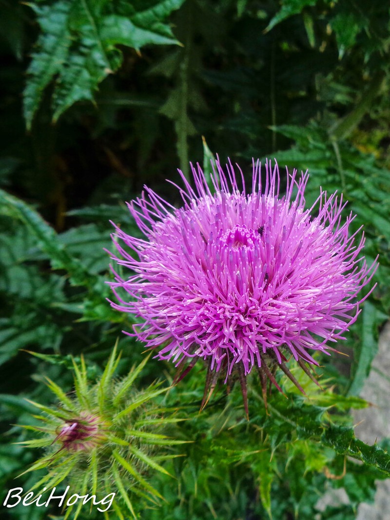 Cirsium leo photo 2