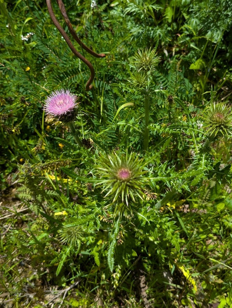 Cirsium leo photo 3