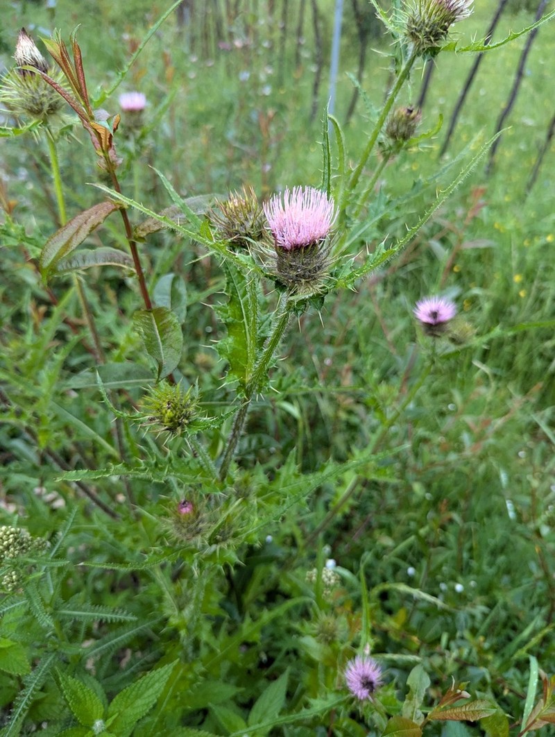 Cirsium leo photo 4