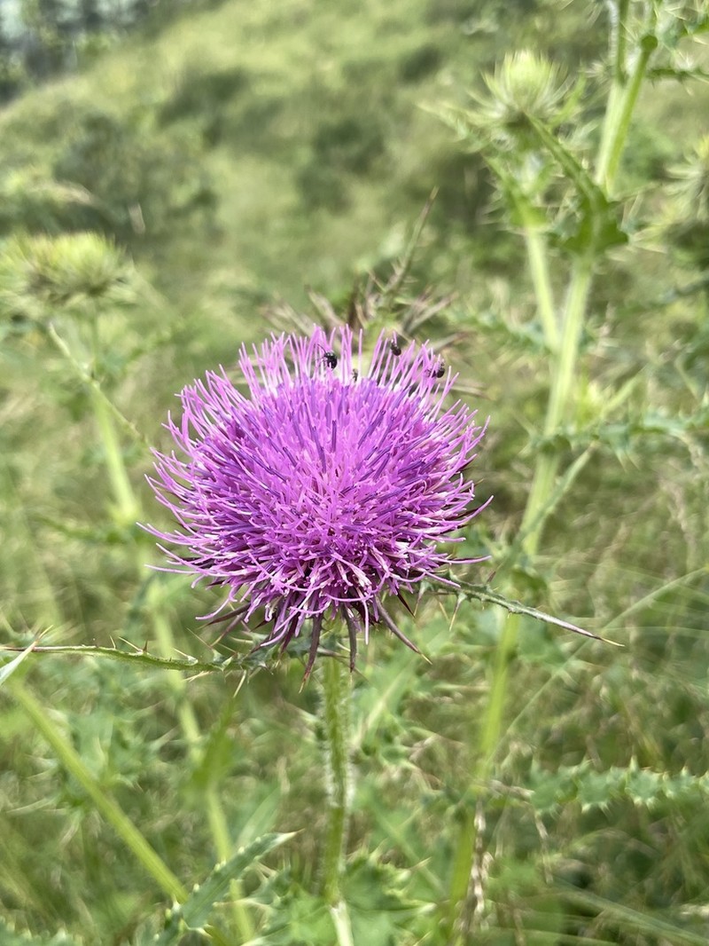 Cirsium leo photo 5