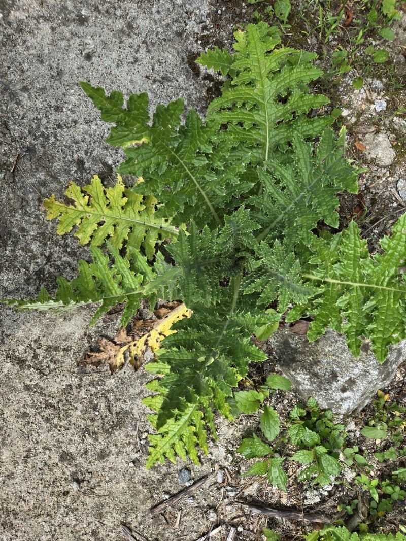 Cirsium leo photo 6