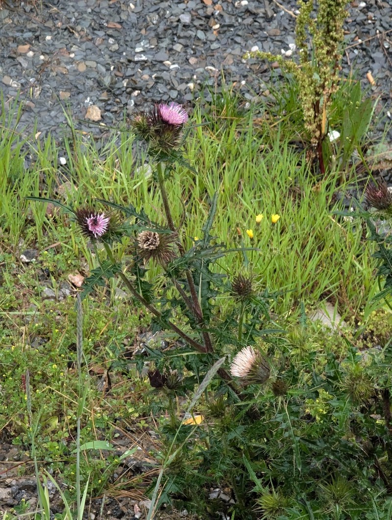 Cirsium leo photo 7