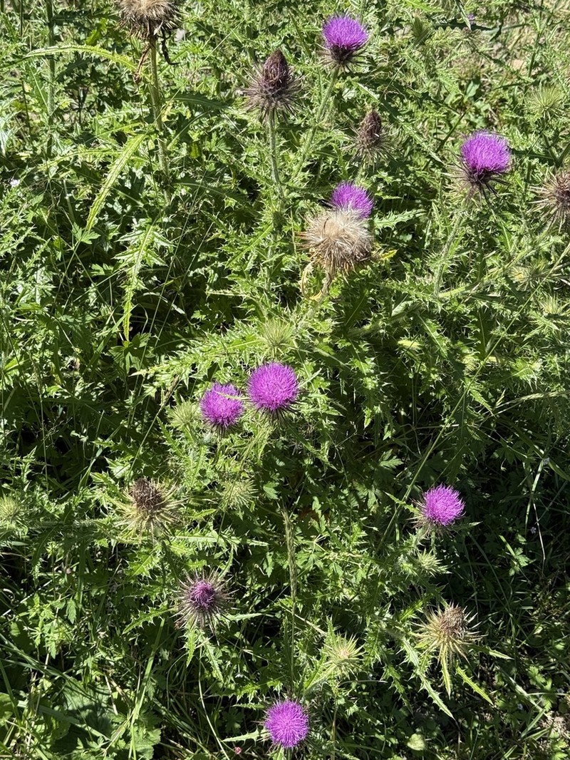 Cirsium leo photo 8