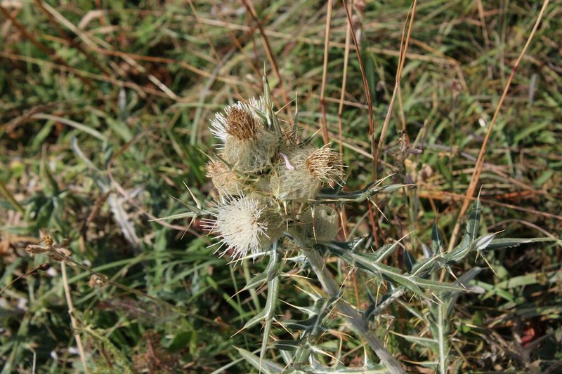 Cirsium leucocephalum
