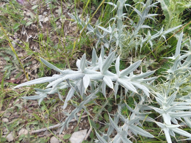 Cirsium leucocephalum photo 2