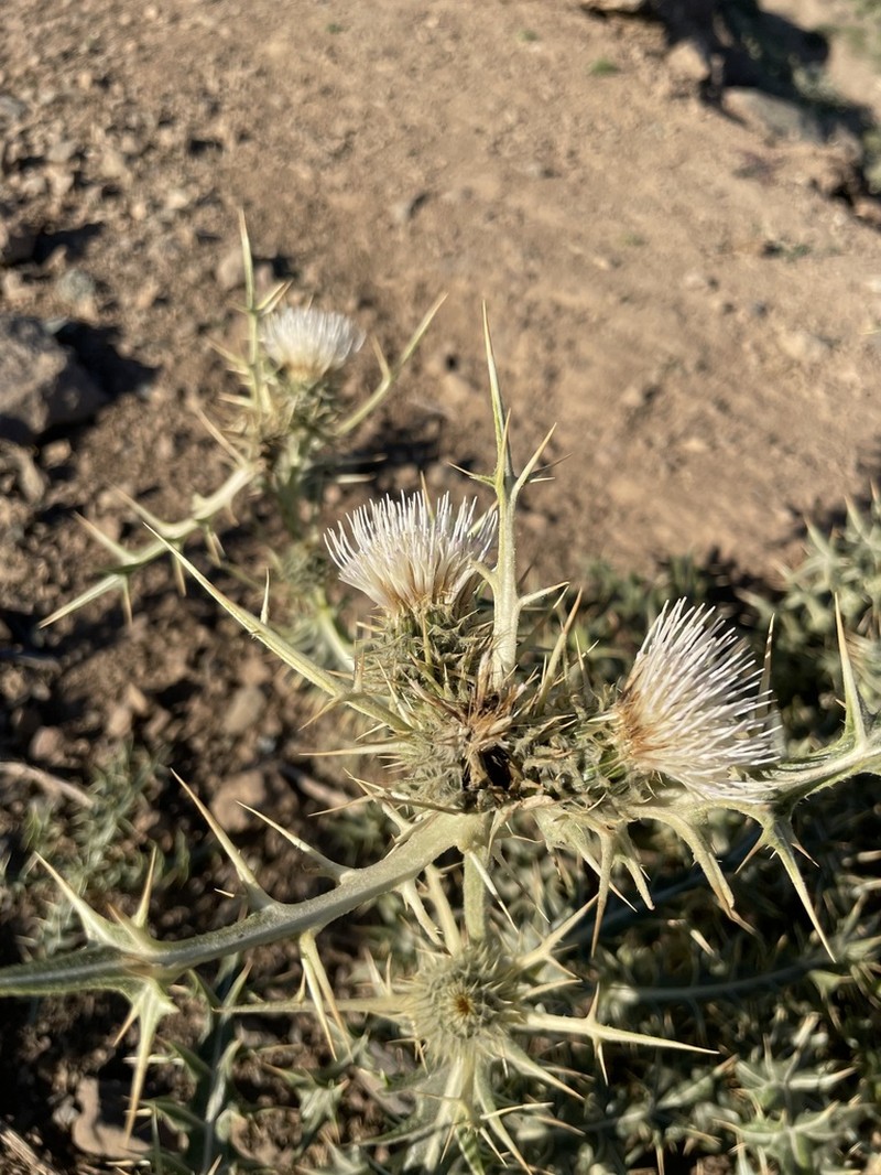 Cirsium leucocephalum photo 3