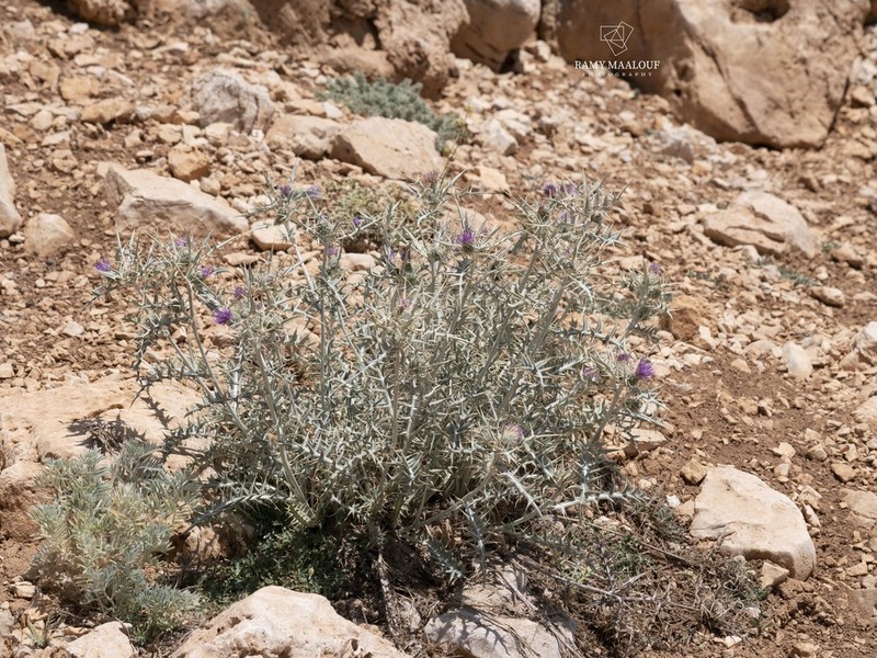 Cirsium leucocephalum photo 4