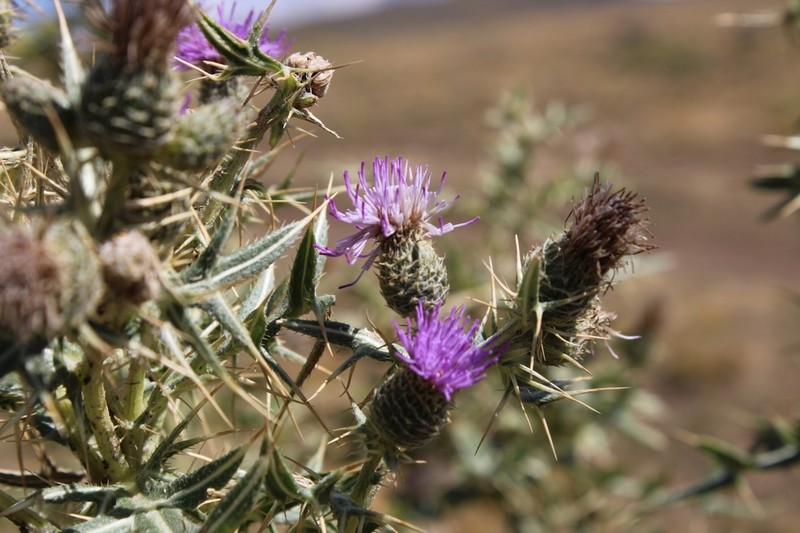 Cirsium leucocephalum photo 6