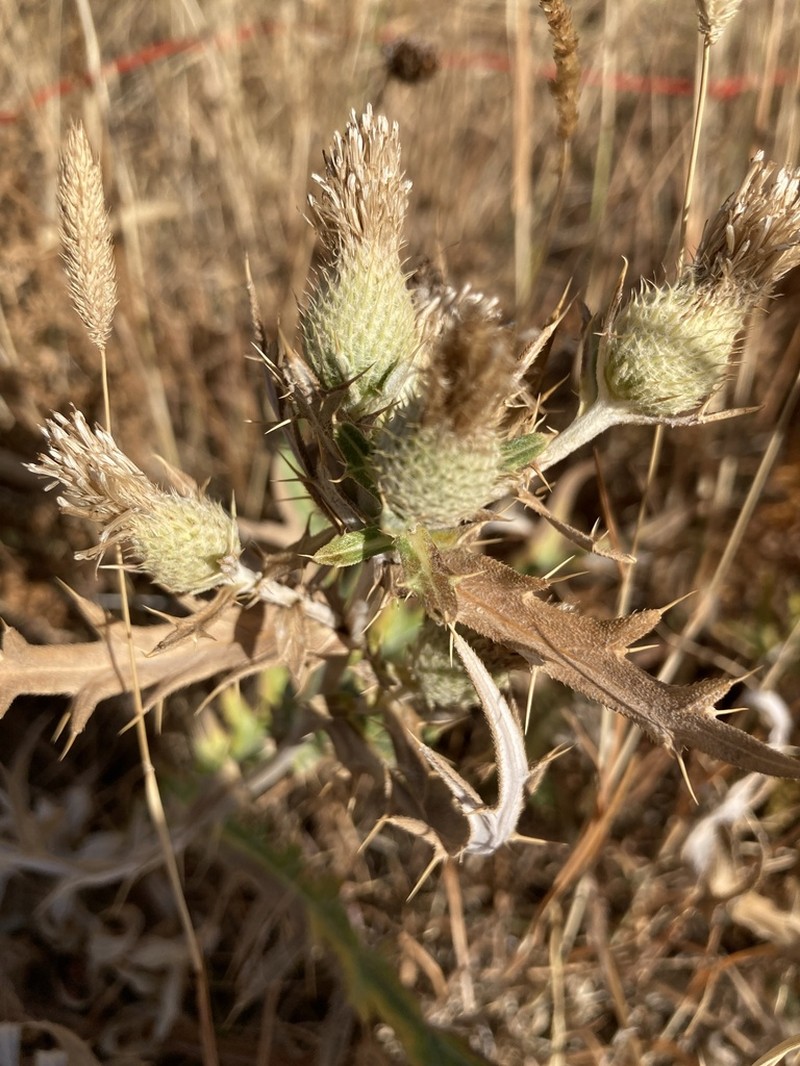 Cirsium leucocephalum photo 7