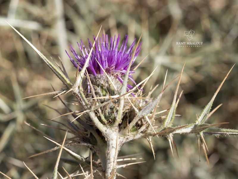 Cirsium leucocephalum photo 8
