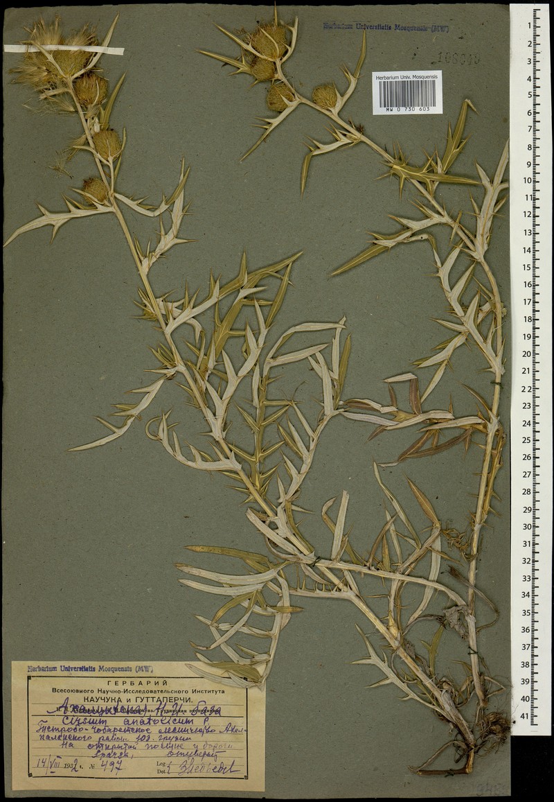 Cirsium leucocephalum subsp. leucocephalum