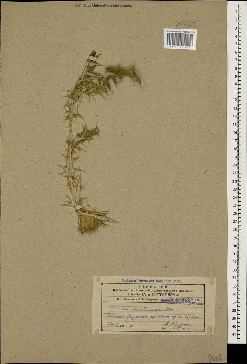 Cirsium leucocephalum subsp. leucocephalum photo 2