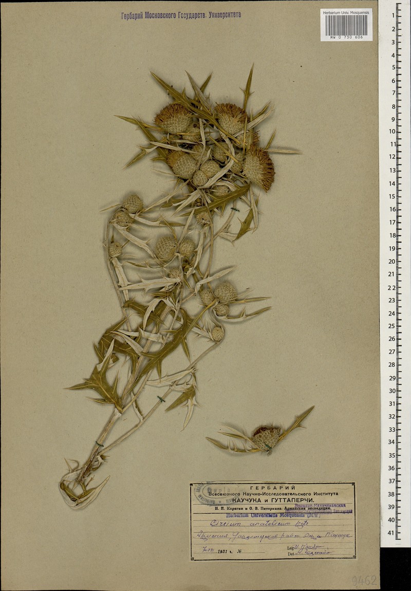 Cirsium leucocephalum subsp. leucocephalum photo 3