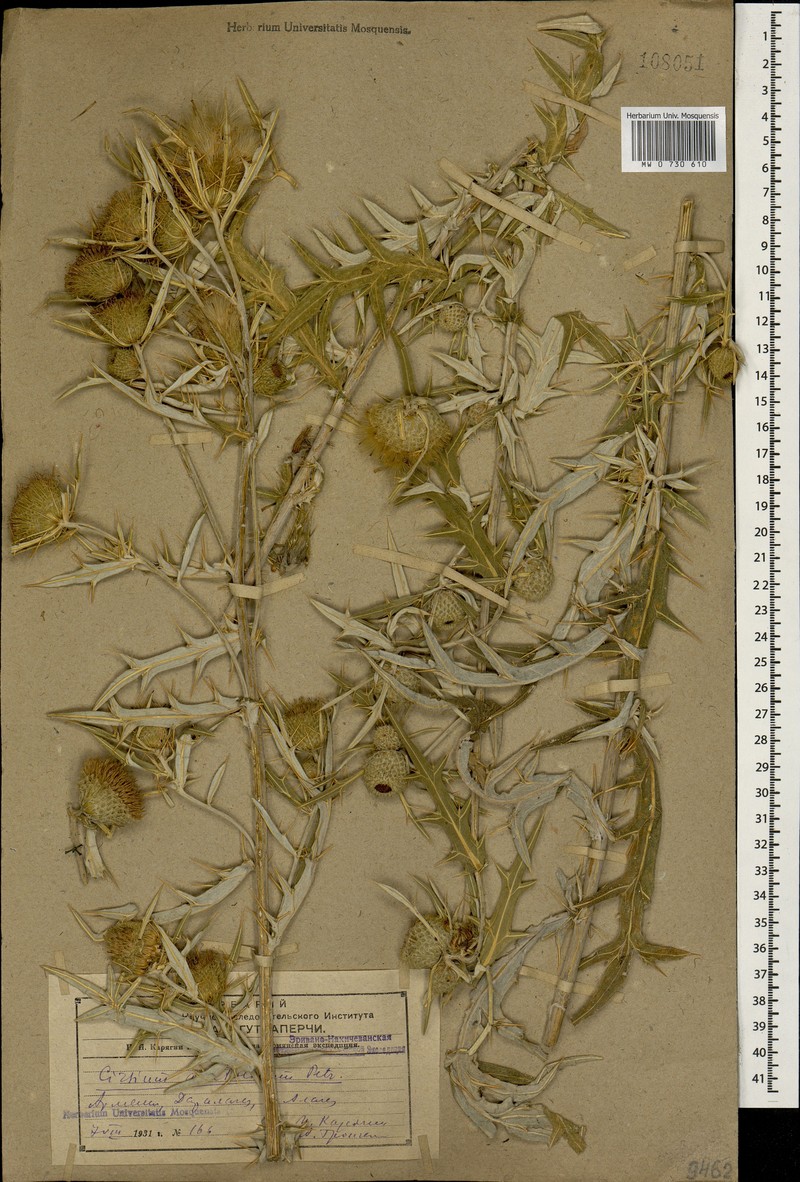 Cirsium leucocephalum subsp. leucocephalum photo 4