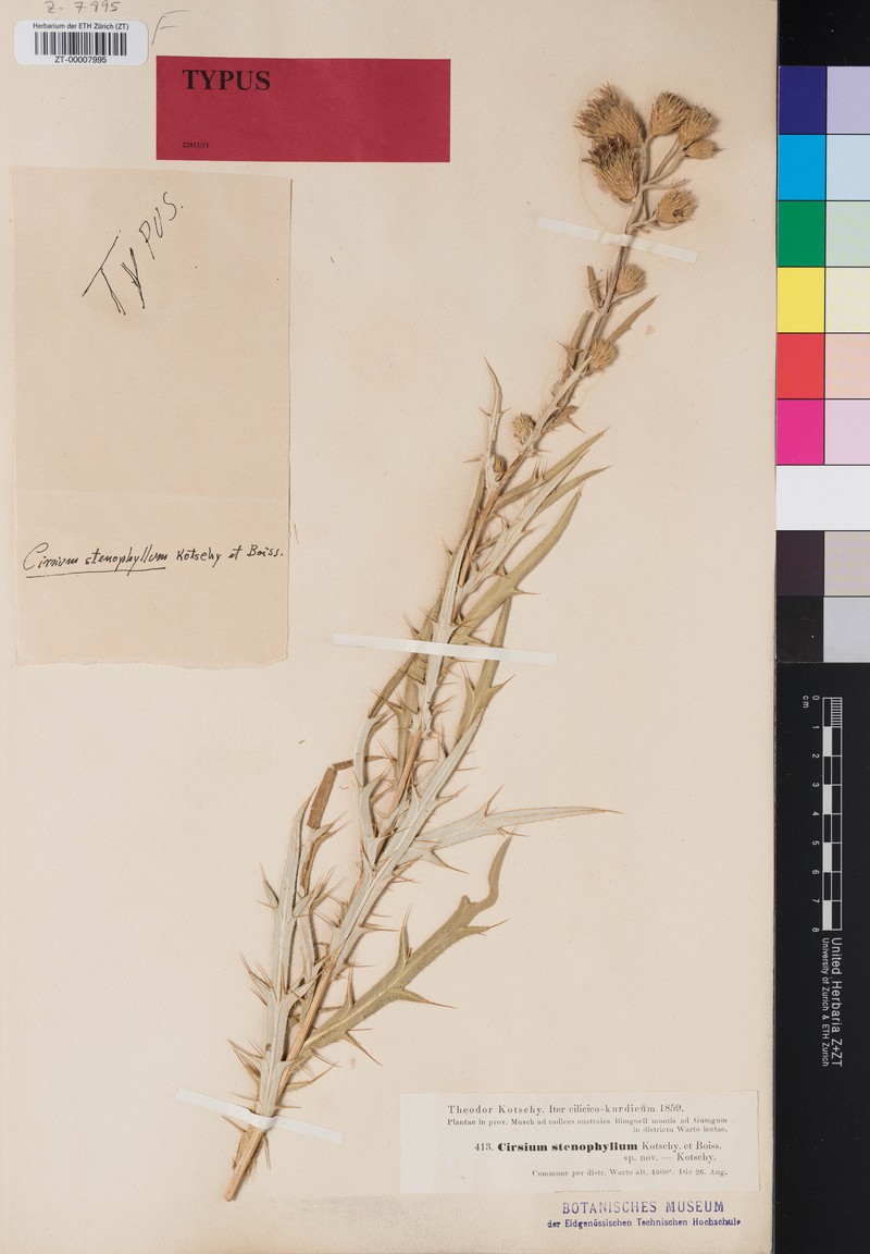 Cirsium leucocephalum subsp. tenuilobum