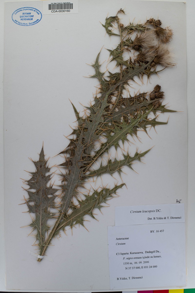 Cirsium leucopsis