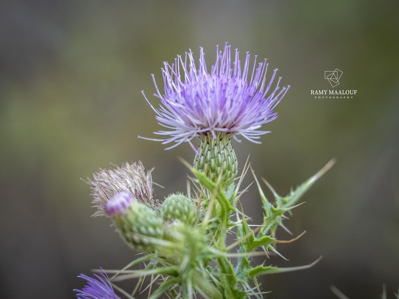 Cirsium libanoticum
