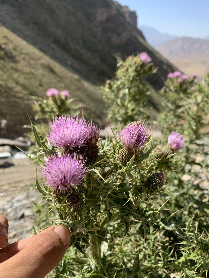 Cirsium libanoticum photo 2