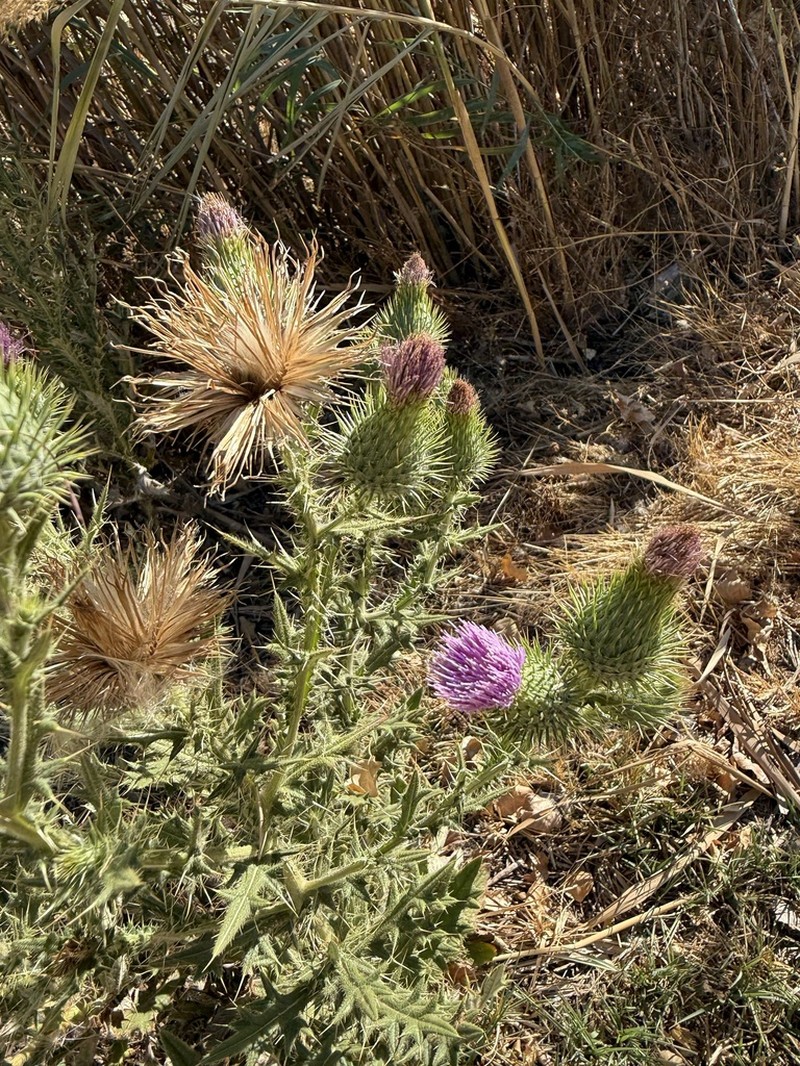 Cirsium libanoticum photo 3
