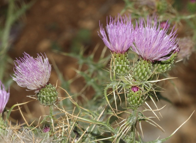 Cirsium libanoticum photo 4