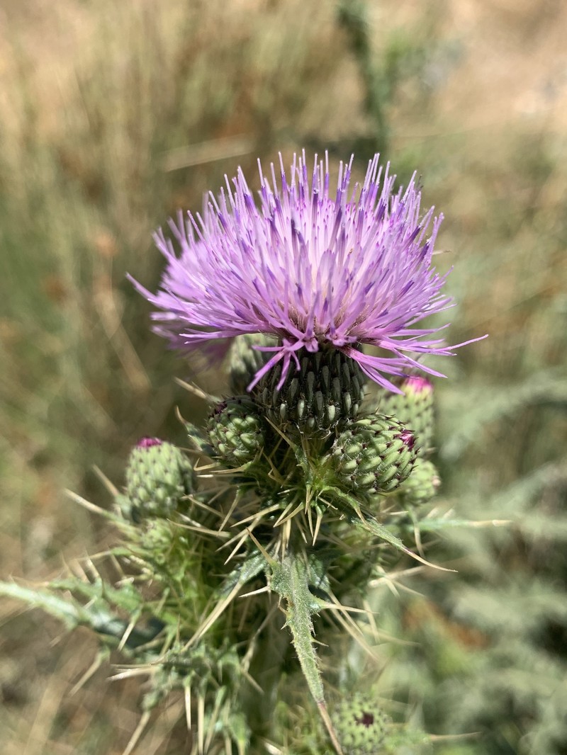 Cirsium libanoticum photo 7