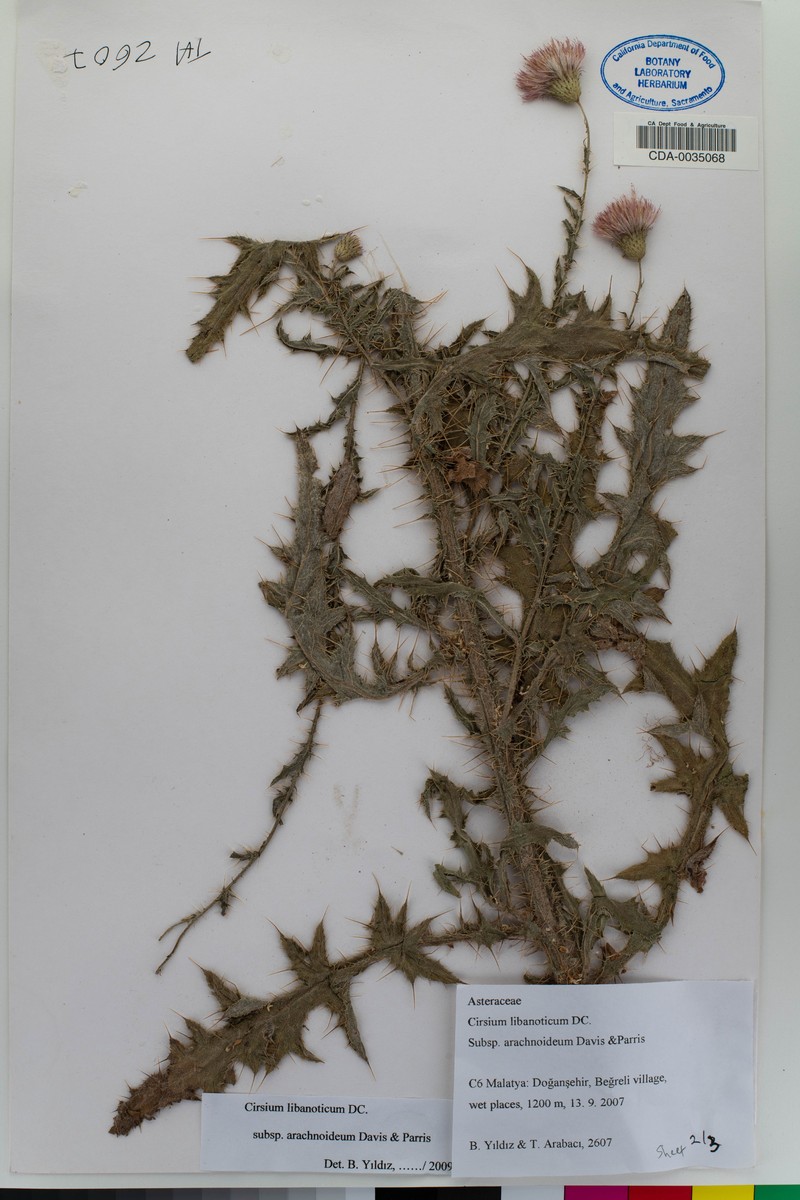 Cirsium libanoticum photo 8