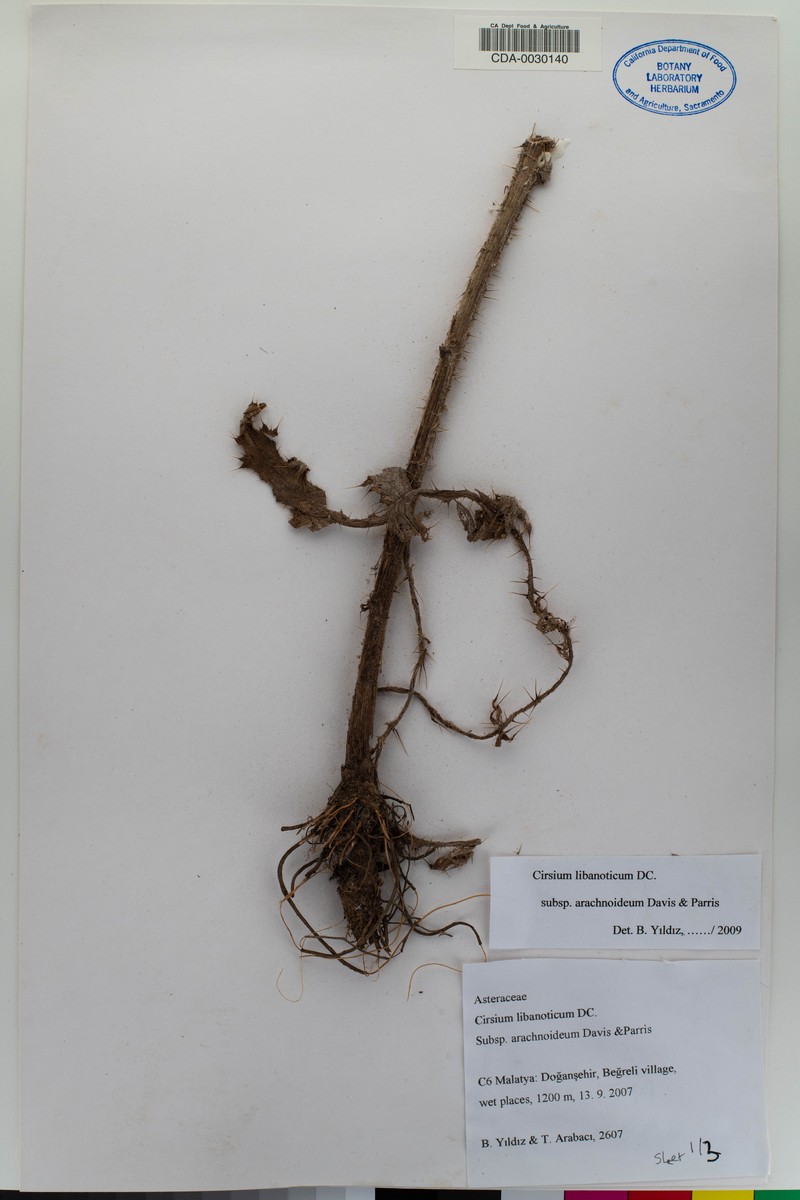 Cirsium libanoticum subsp. arachnoideum photo 3