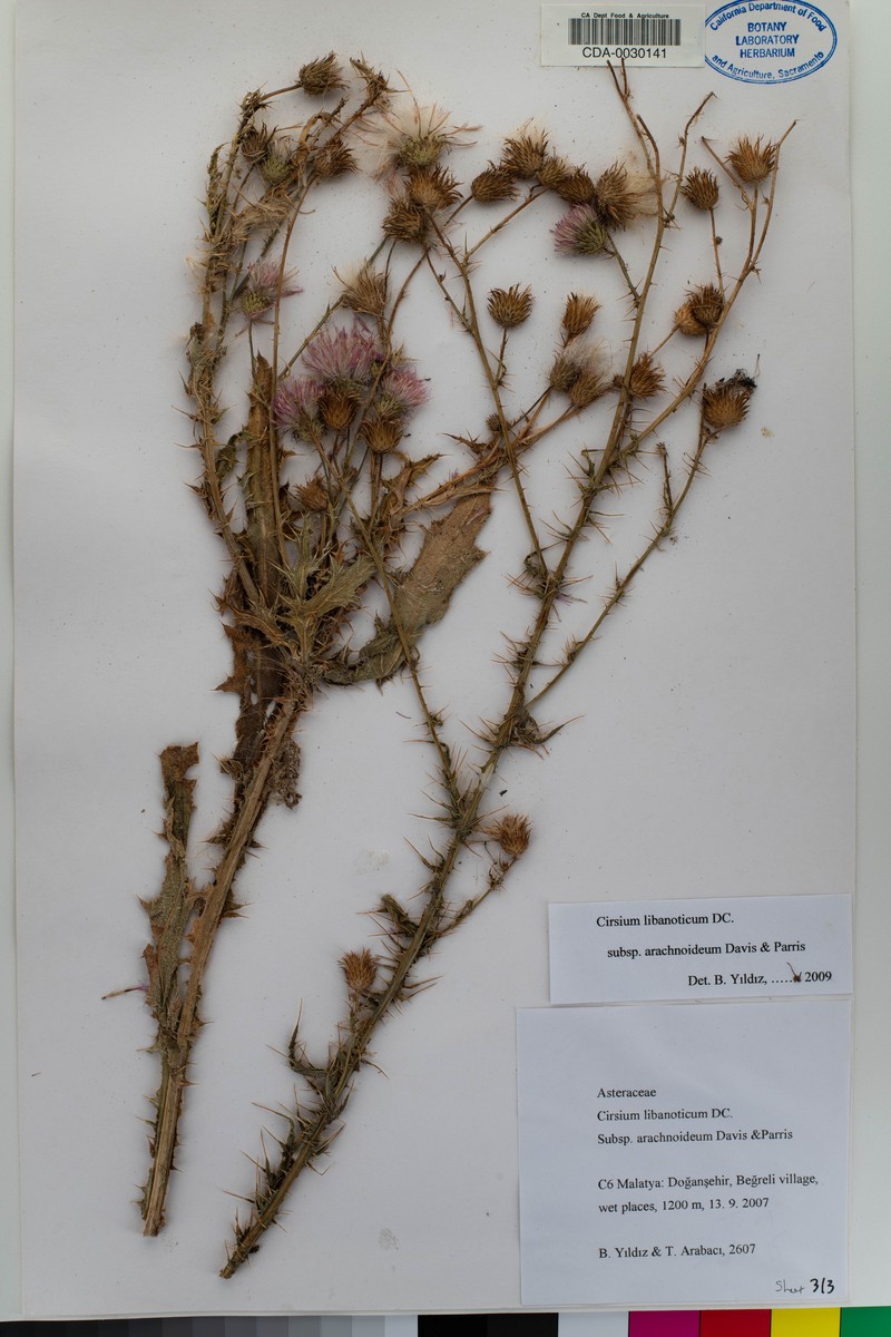 Cirsium libanoticum subsp. arachnoideum photo 4