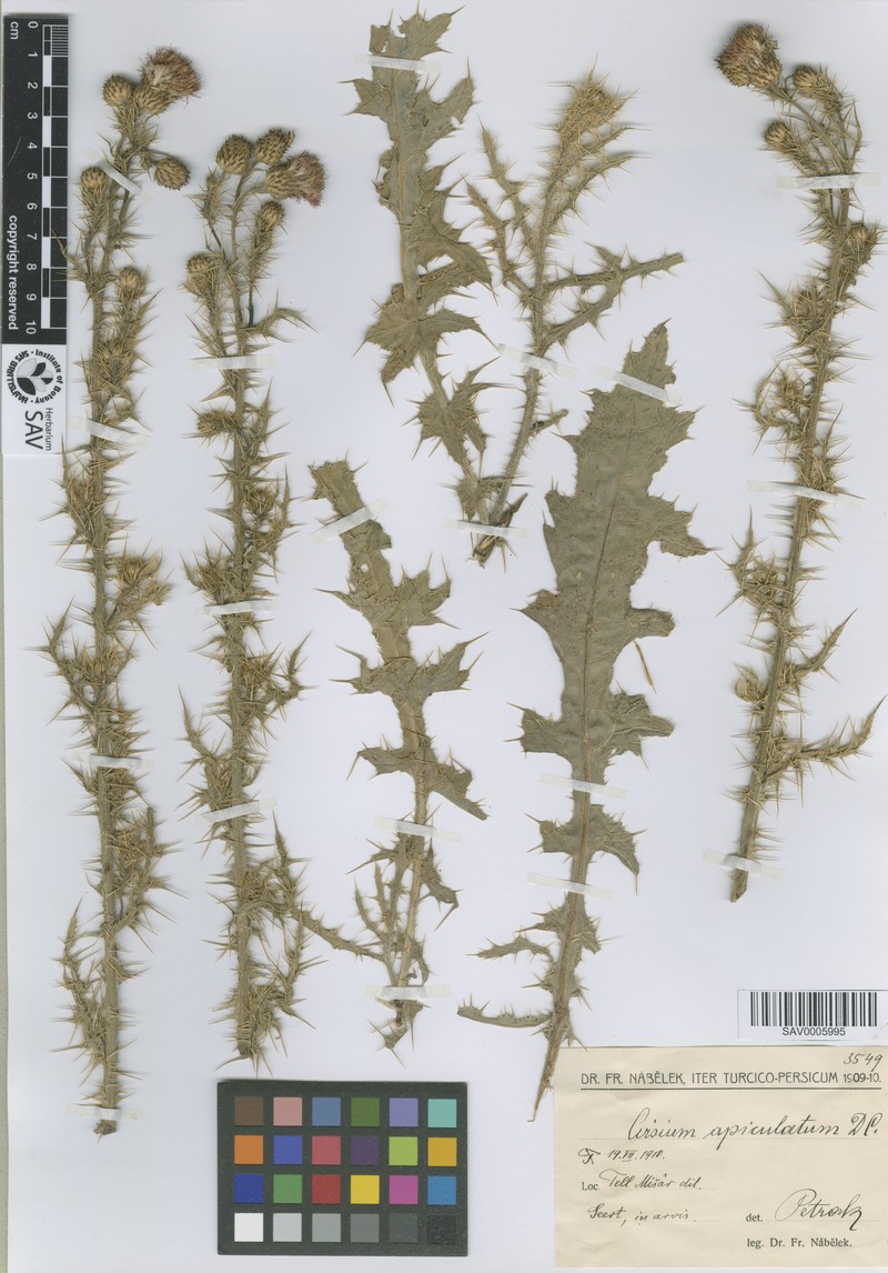 Cirsium libanoticum subsp. libanoticum