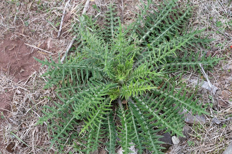 Cirsium lidjiangense