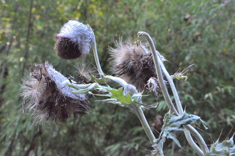 Cirsium lidjiangense photo 2